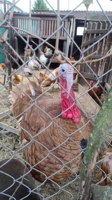 Indyk Odbiór osobisty