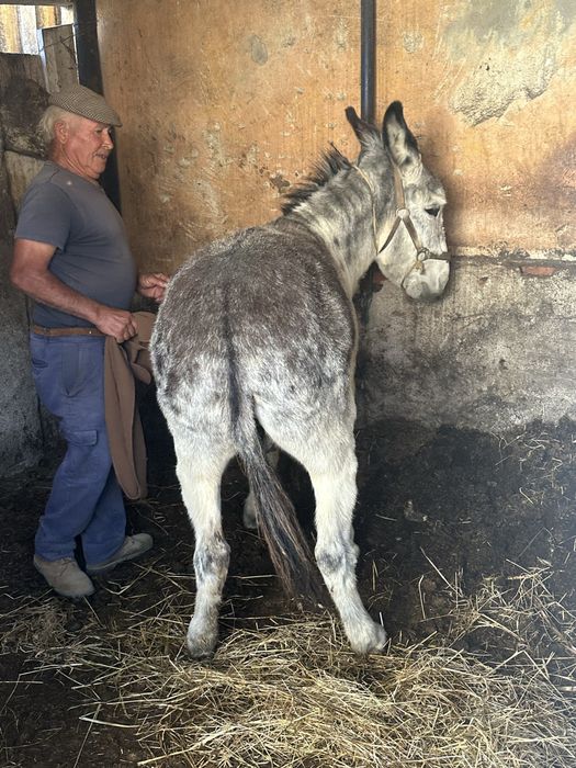 Burro Forte e Manso