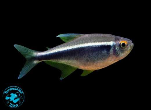 Rybka akwariowa NEON CZARNY, Sklep Akwarystyczny Turkusowe Zoo