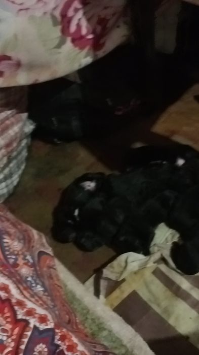 Прошу терминову помощи хвостиком