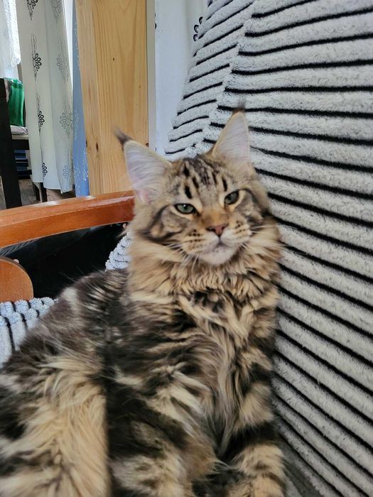 Jagna Kotka Maine Coon