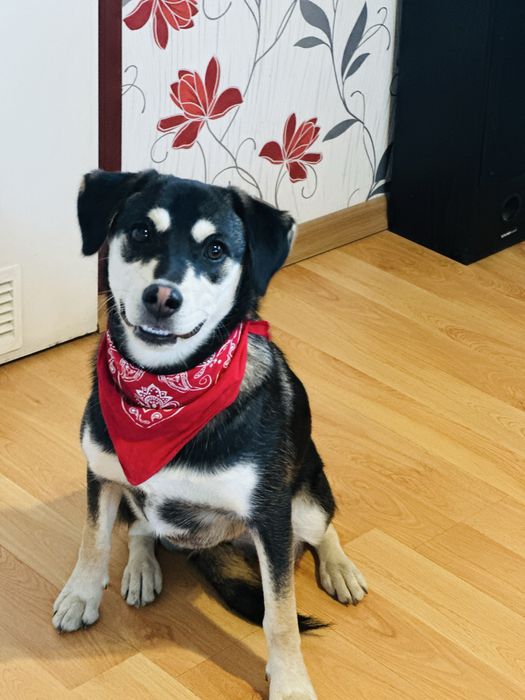 Cudna Frycia szuka domku