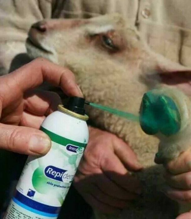 Spray chroniący skórę Repiderma cynk i miedź 250ml
