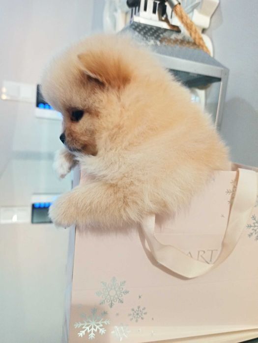 Pomeranian***szpic miniaturowy GOTOWY