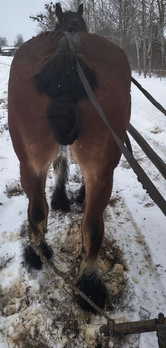 Sprzedam klacz zimnokrwistą