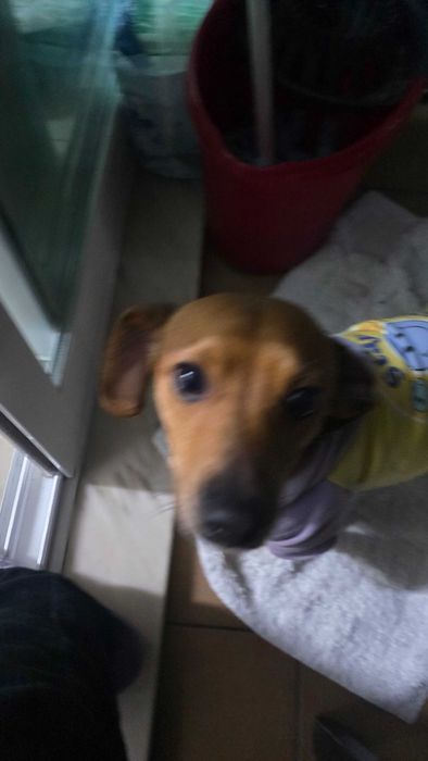 arraçado chihuahua e teckel