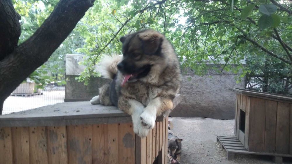 Пушистый мальчик в добрые руки