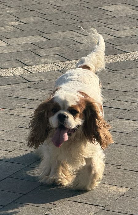 spaniel reproduktor Mazowieckie sprawdź kategorię Zwierzęta