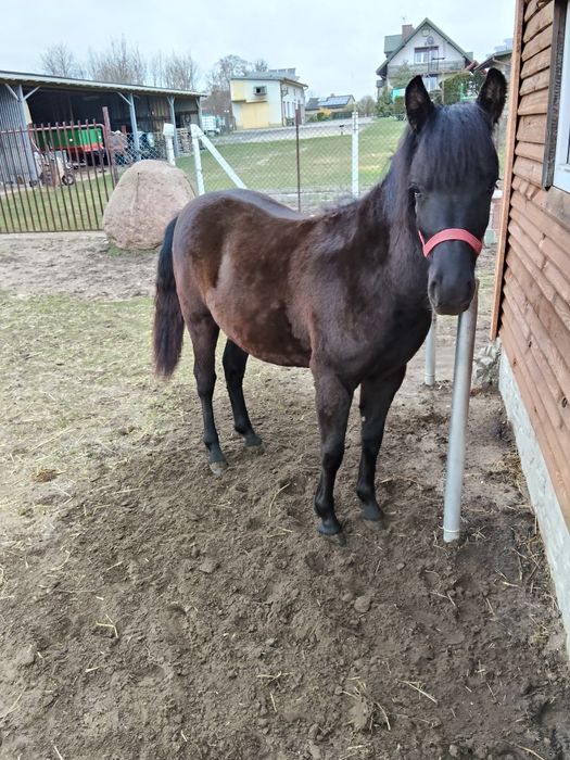 Klaczka huculska roczna