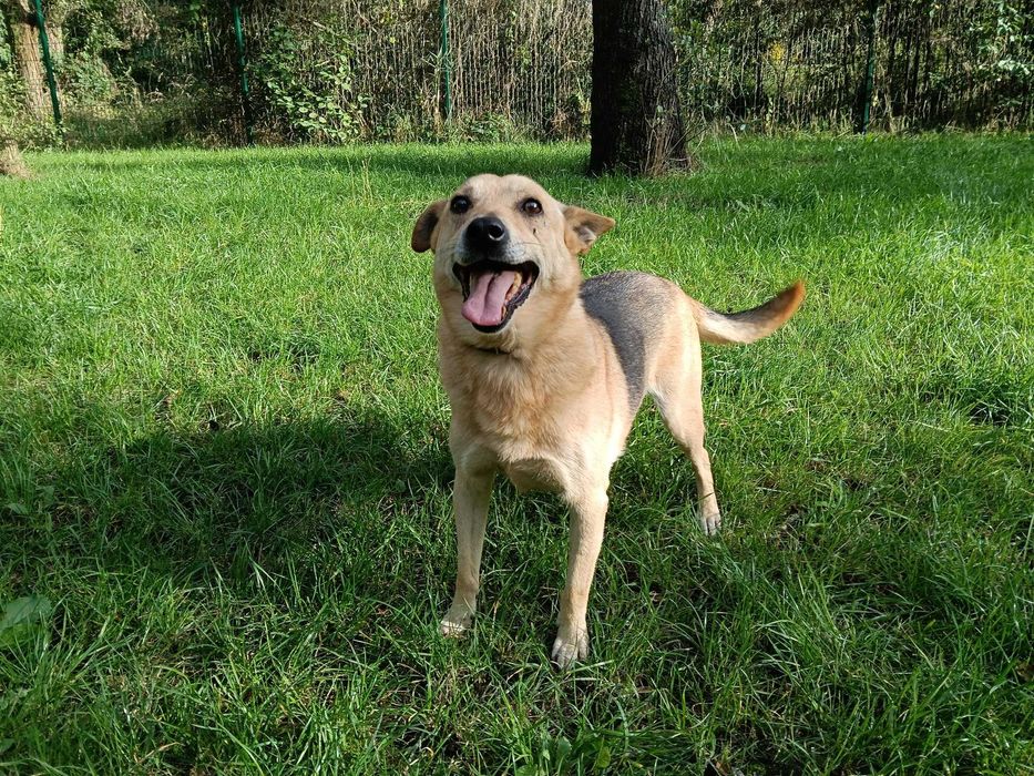 Teoś - odebrany ze złych warunków - schronisko