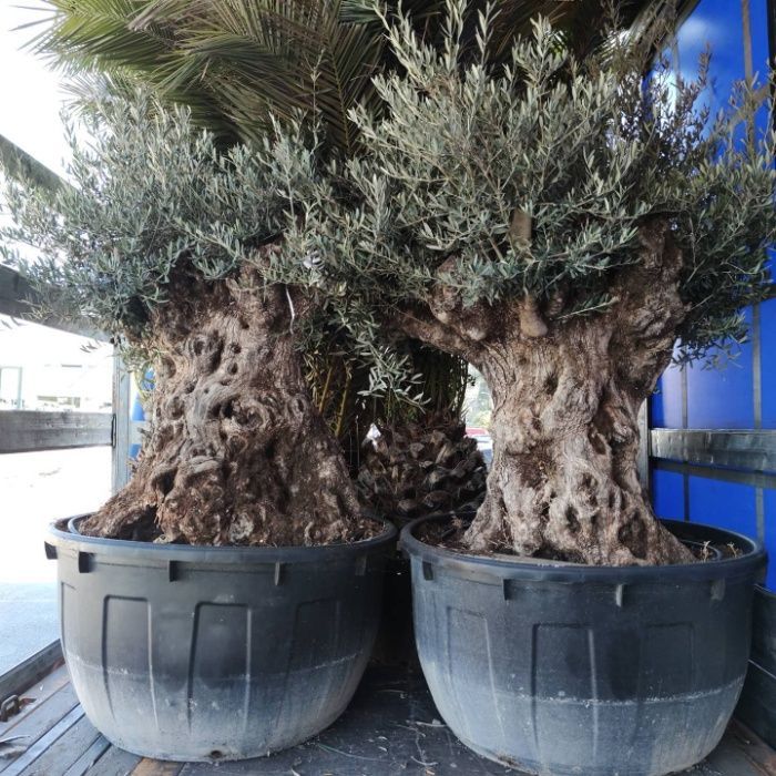 Oliveiras Centenarias - Macro Bonsai - Exemplares