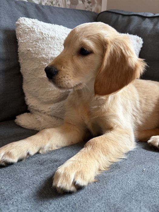 Suczka golden retriever
