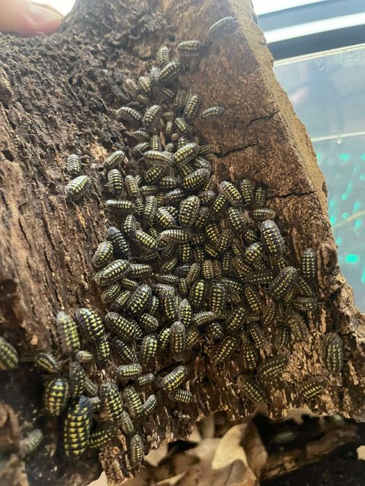 Armadillidium gestroi 12szt isopody