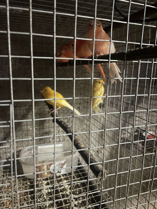 Canarios a bom preço