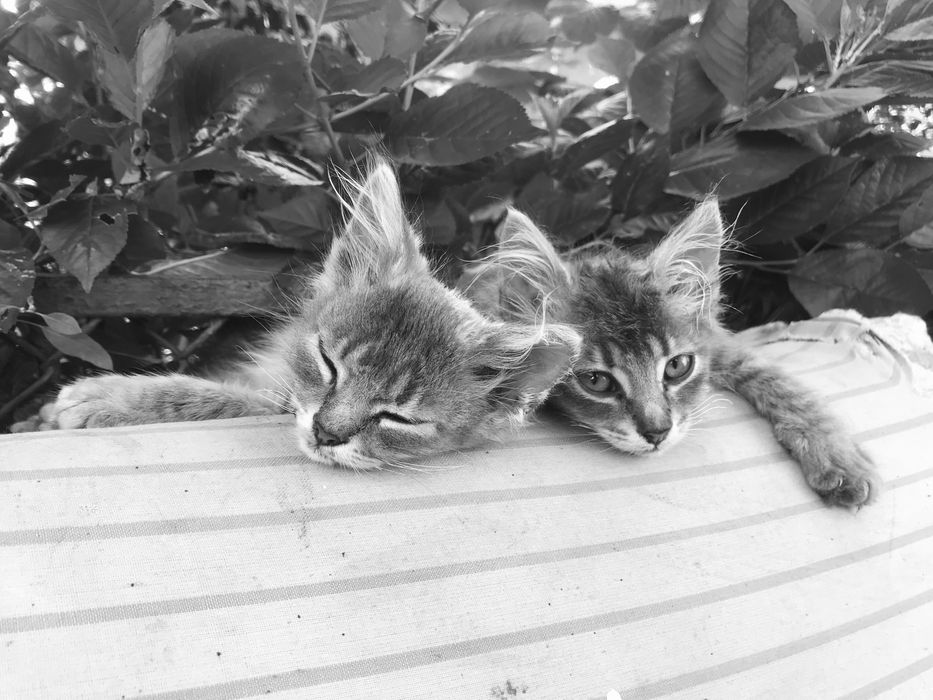 Віддам котиків