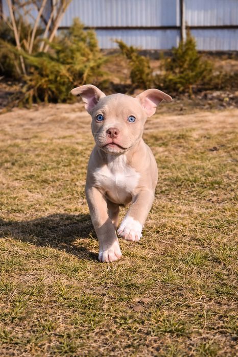 American Bully дівчинка