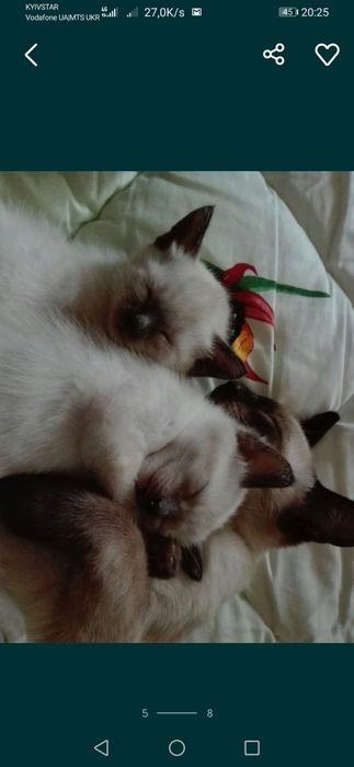 Сіамські кошенята