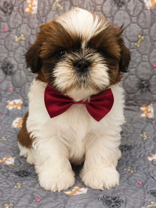 shih tzu cudny piesek, UCI