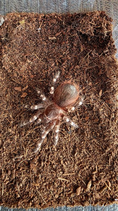 Acanthoscuria Geniculata  - Ptasznik białokolanowy  - SAMICA