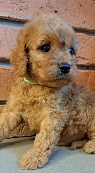 Cavapoo śliczna dziewczynka