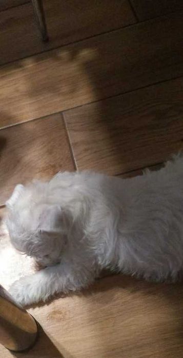 West Highland White terrier chłopiec