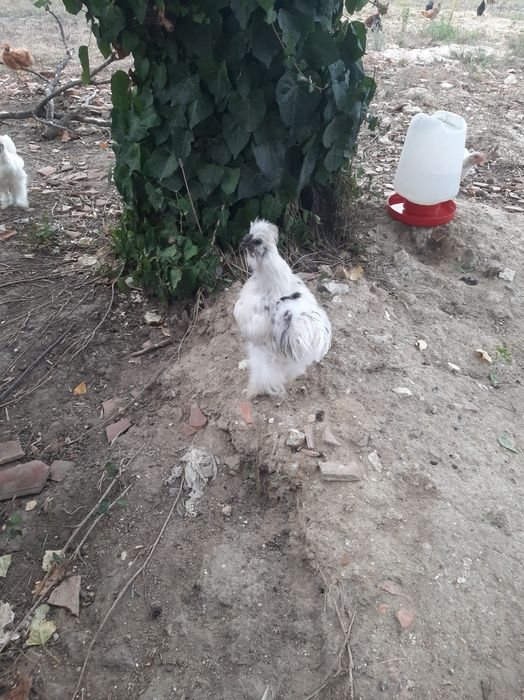 Urgente Sedosa do Japão galinhas