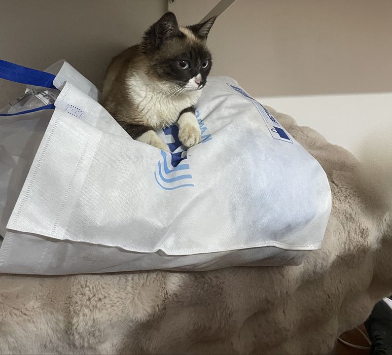 Doação responsável – Dois gatinhos machos muito mansinhos