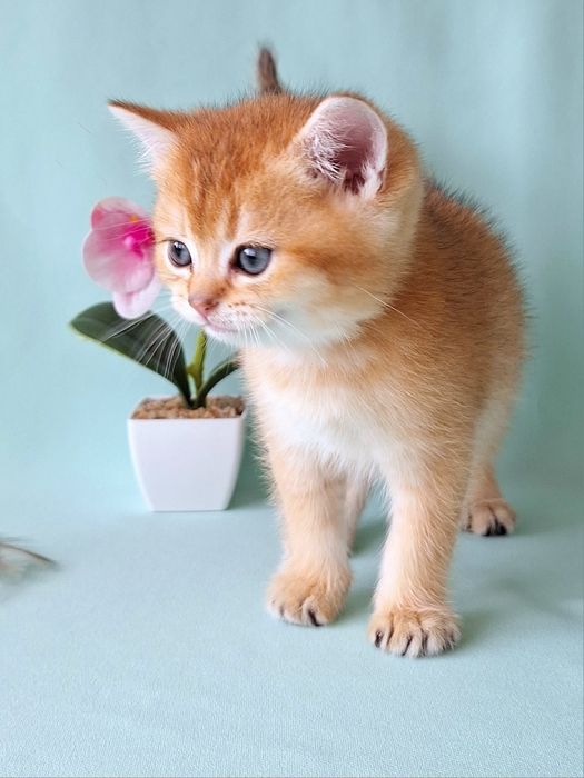 Золотий британський хлопчик.