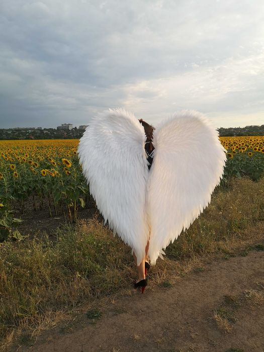 Аренда крила для фотосесій