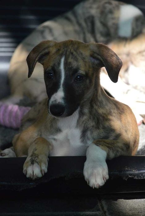 whippet - pręgowana suczka