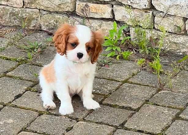 Piesek ZKwP - Cavalier King Charles Spaniel