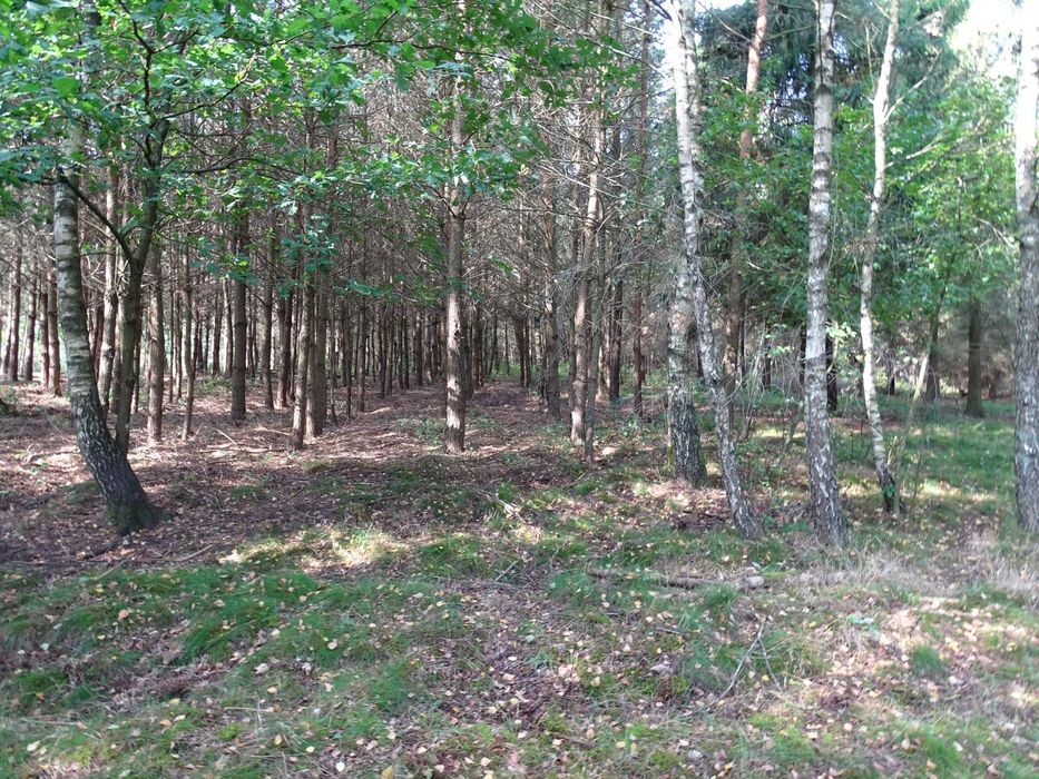 sprzedam las 3,47 ha
