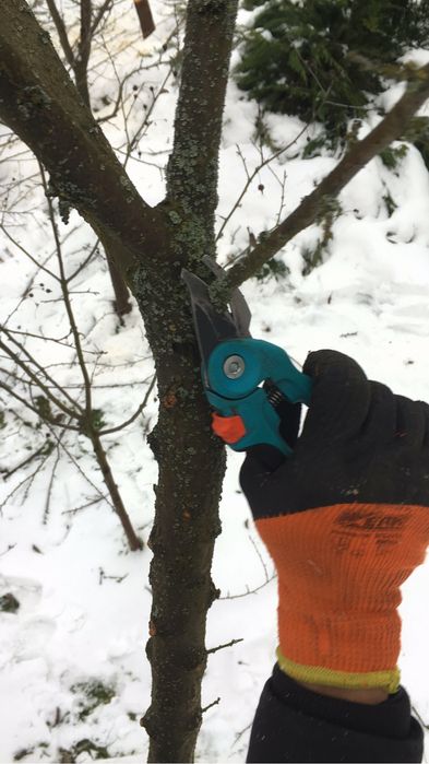 Обрізка дерев, плодових та ягідних насаджень - Чернігів і область