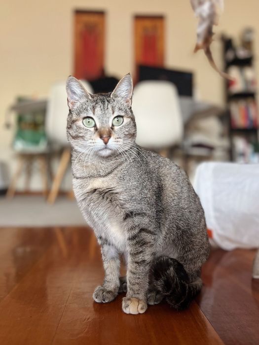 Gatinha para adoção responsável