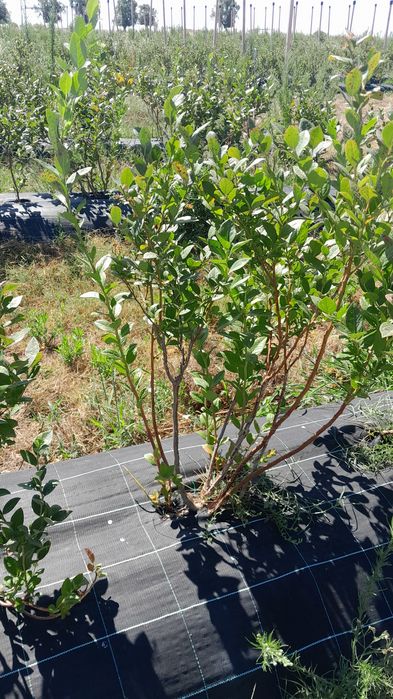 Plantas de Mirtilos de Produção Biológica