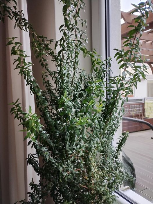 Mirt, Marta,  na wianki