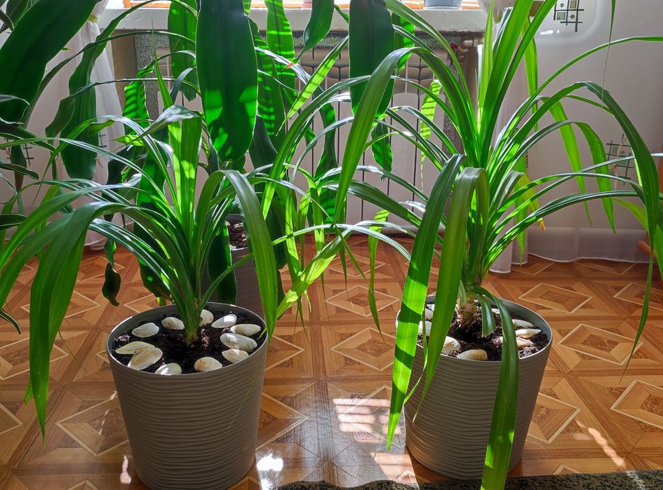 Цветок панданус (винтовая пальма)