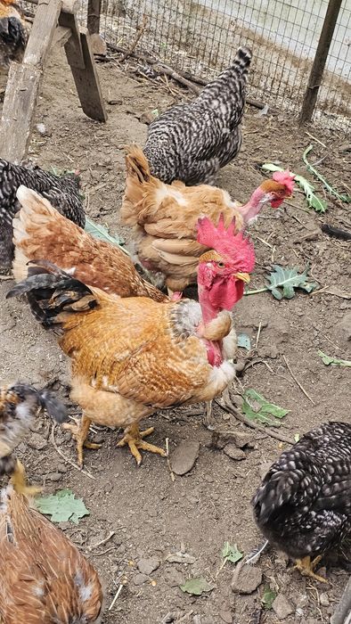 Galos/frangos caseiros para venda