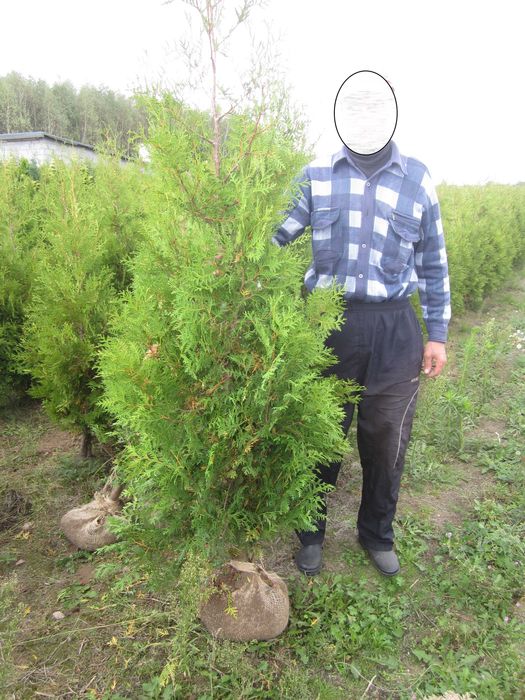 tuja tuje Brabant 250 cm