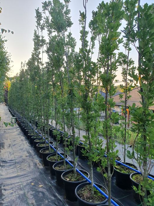 Drzewa alejowe klon lipa brzoza głóg robinia platan śliwa wiśnia