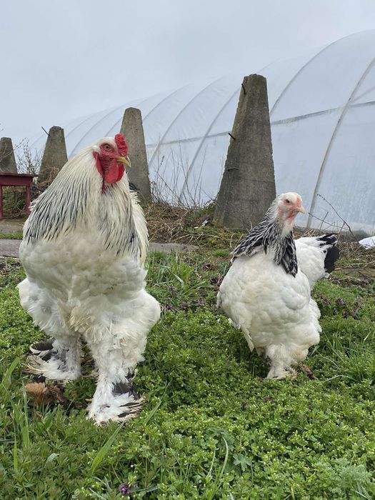 Кури інкубаційні яйця брама (яйцо)