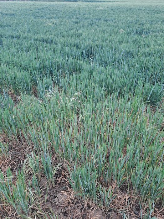 Земельна ділянка