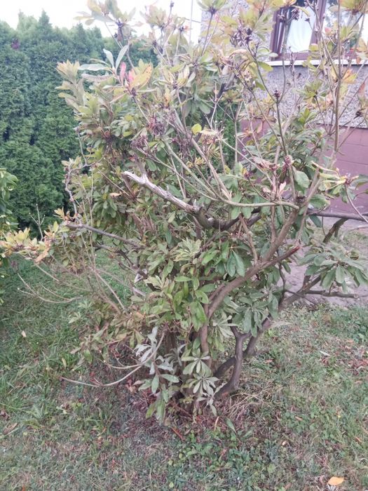 Oddam różne roslinki