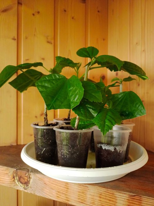 Вкорінені кущі Гібіскус рожевий великі квіти сортовий гибискус розовый