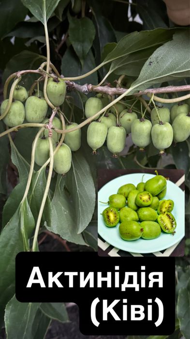 Маракуйя ,ківі,жимолость ,лохина ,шовковиця