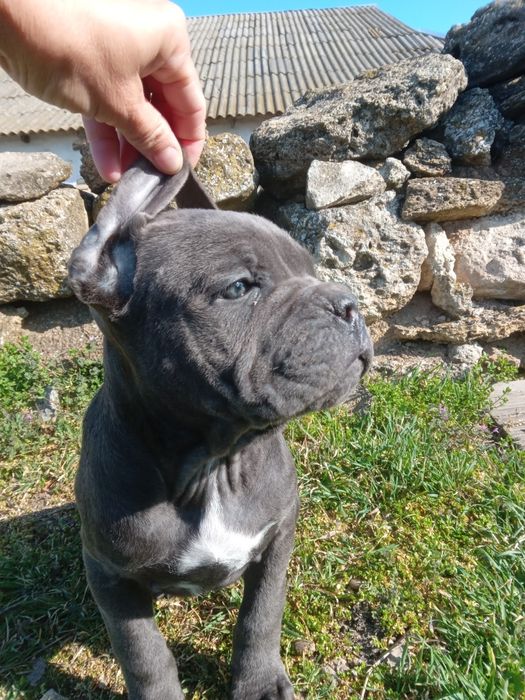 Девочки кане корсо