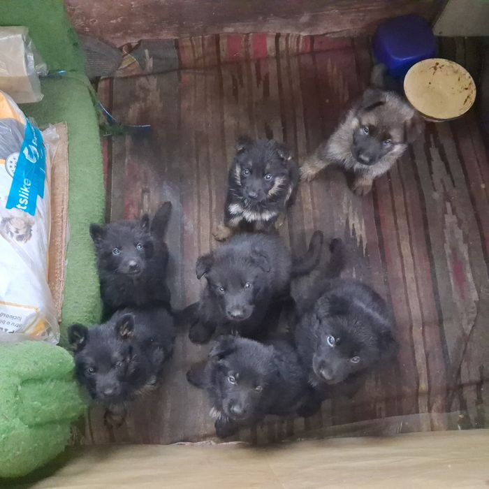 Щенки немецкой овчарки бронь