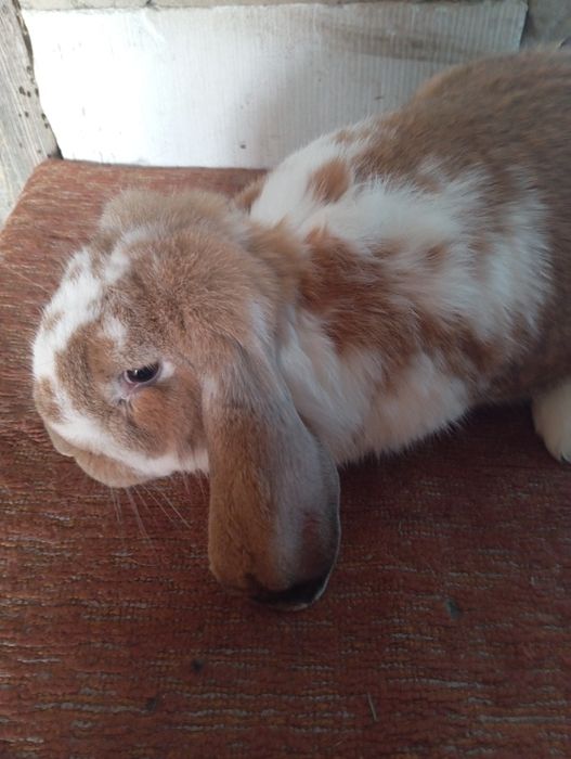 Baran francuski zakocone samice