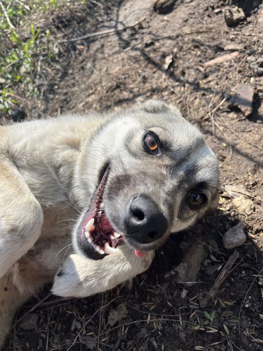 Собака шукає дім