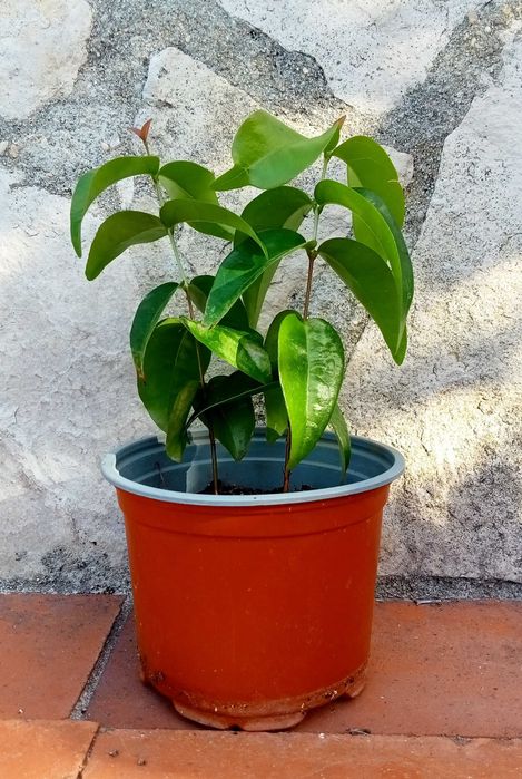 Pitangueira em vaso